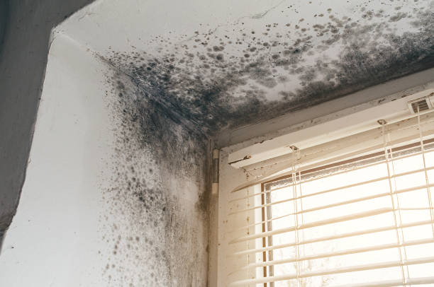 Affordable Mold Removal solutions in Richardsville, VA